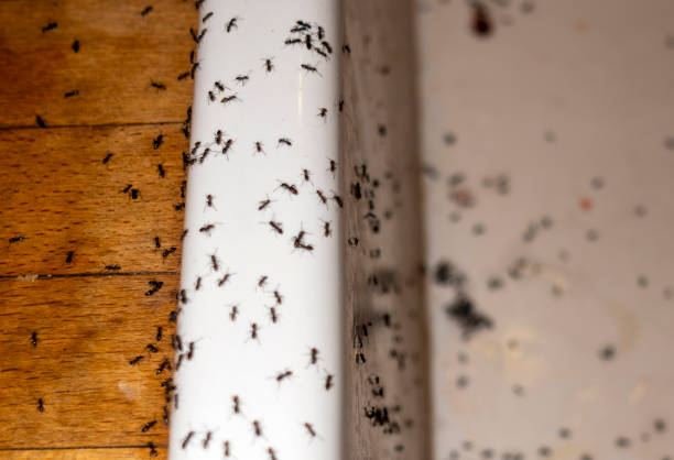 Best Affordable Pest Control Services  in Georgetown, TX