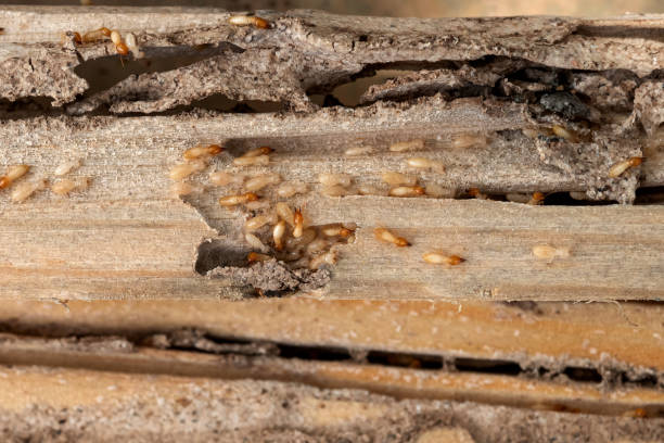 Best Cockroach Control Services  in Georgetown, TX