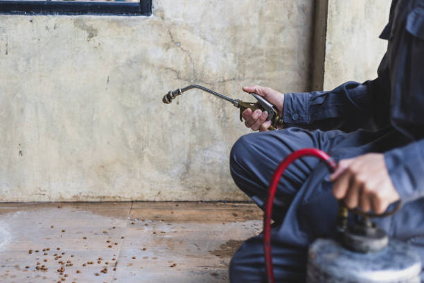 Best Wasp Removal Services  in Georgetown, TX